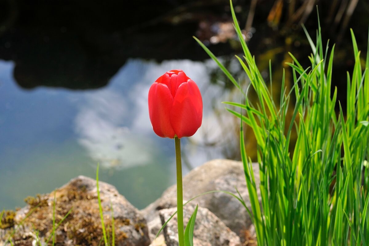 Üksik tulp on tiigi kaldal